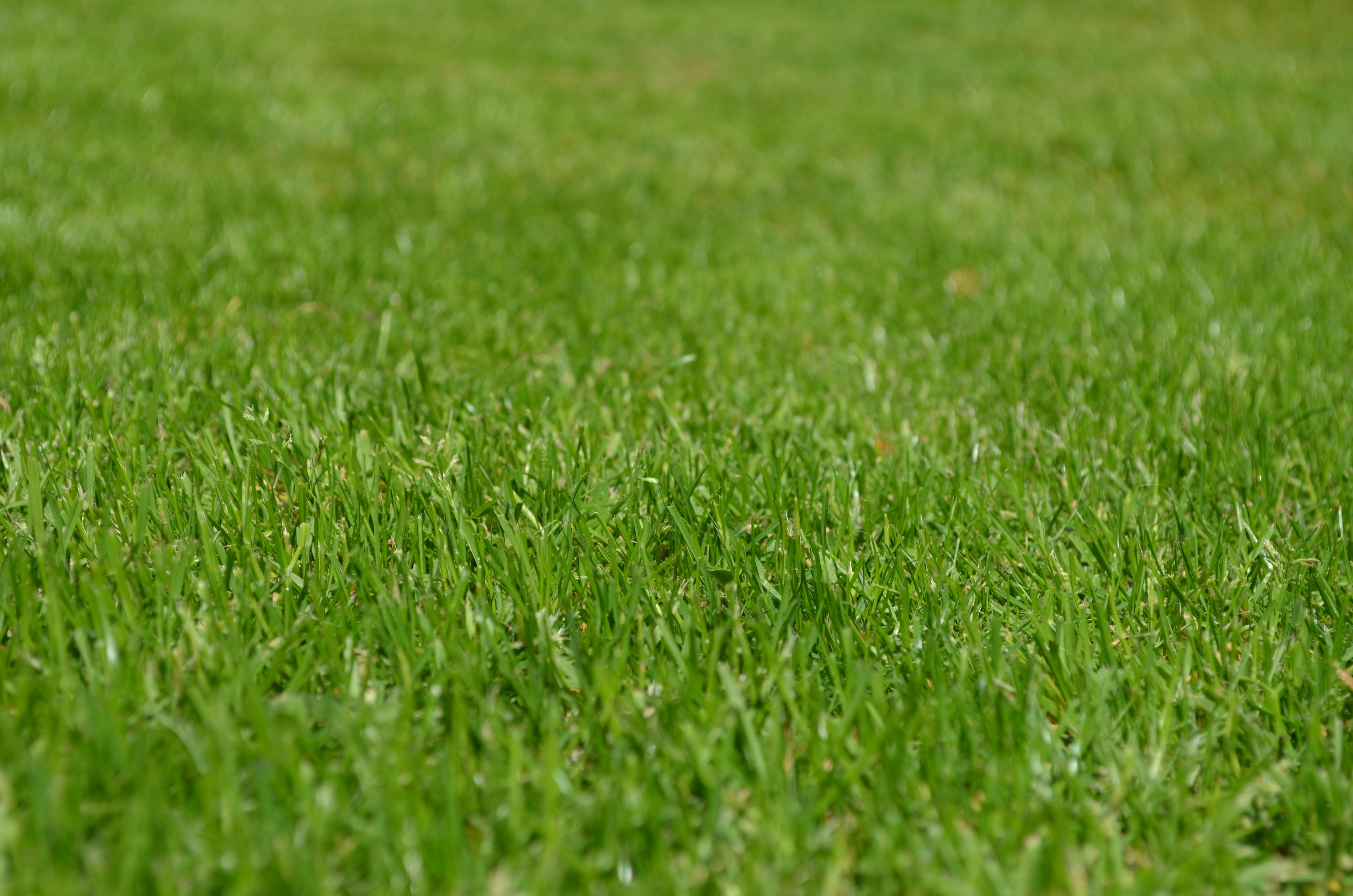 Champas de Tifway 419 para jardines en Córdoba